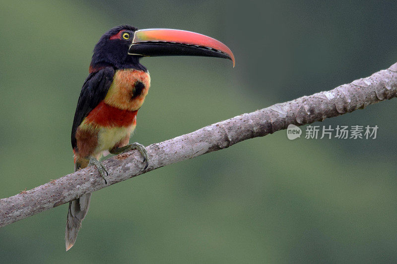 Fiery-Billed Aracari巨嘴鸟